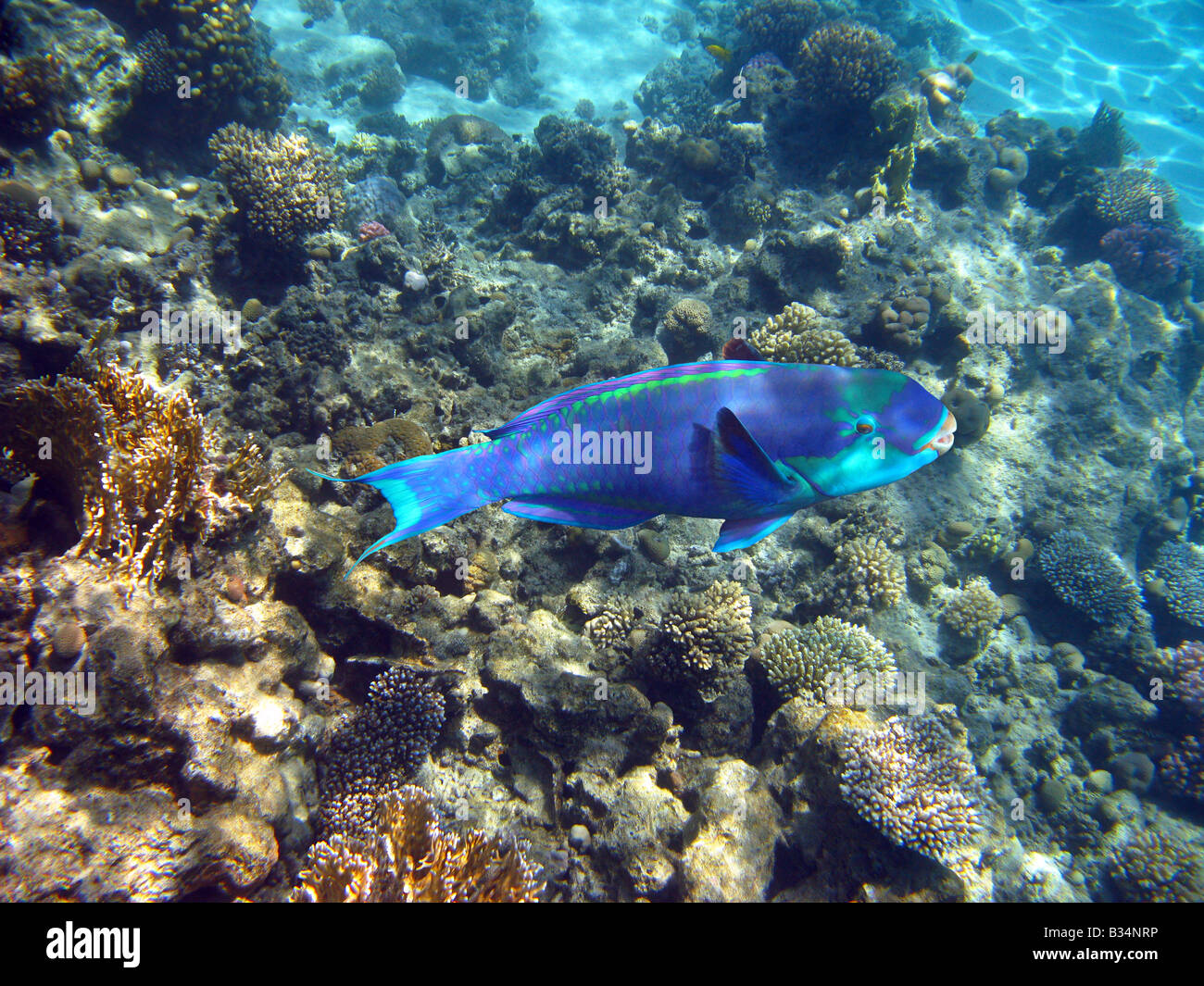 Parrot Fish Coral Stock Photos & Parrot Fish Coral Stock Images - Alamy