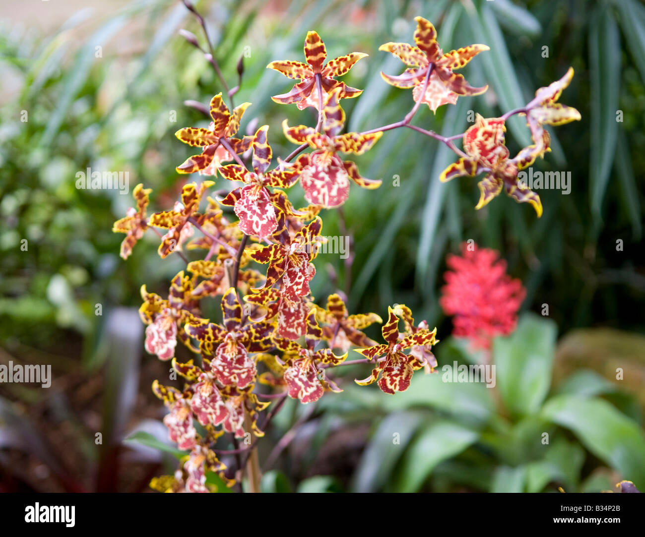 Zygopetalum Orchid Stock Photo