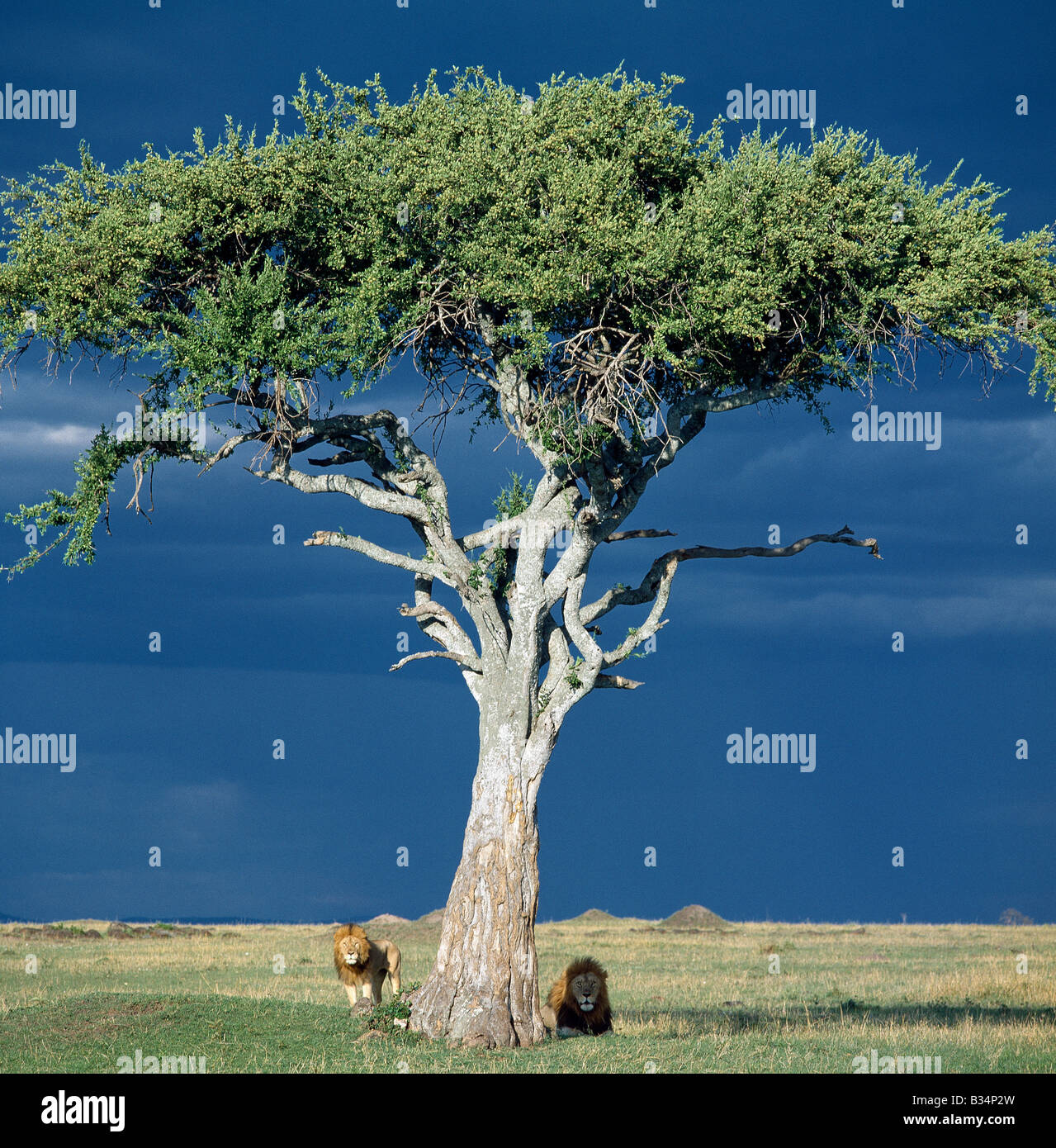 Kenya, Narok, Masai Mara. Two lions pause beside a Balanites  tree in Masai Mara as rain threatens. Stock Photo