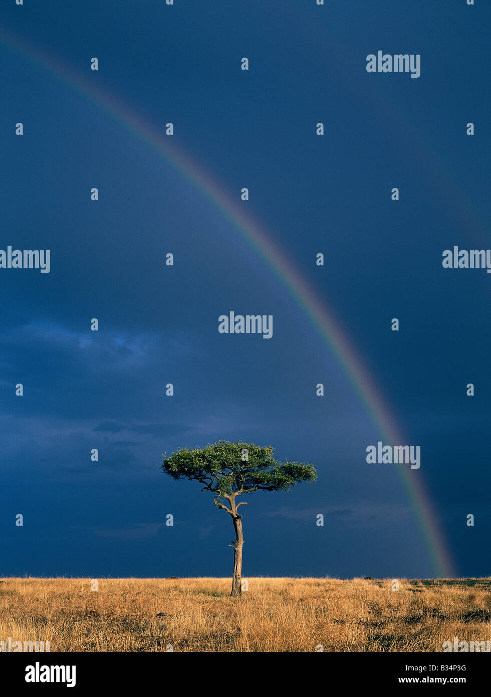 Kenya, Narok, Masai Mara. As the late afternoon sun bathes a lone Balanites tree and the red oat grass of the Mara plains in golden light, distant storm clouds and a double rainbow fill the sky. Stock Photo