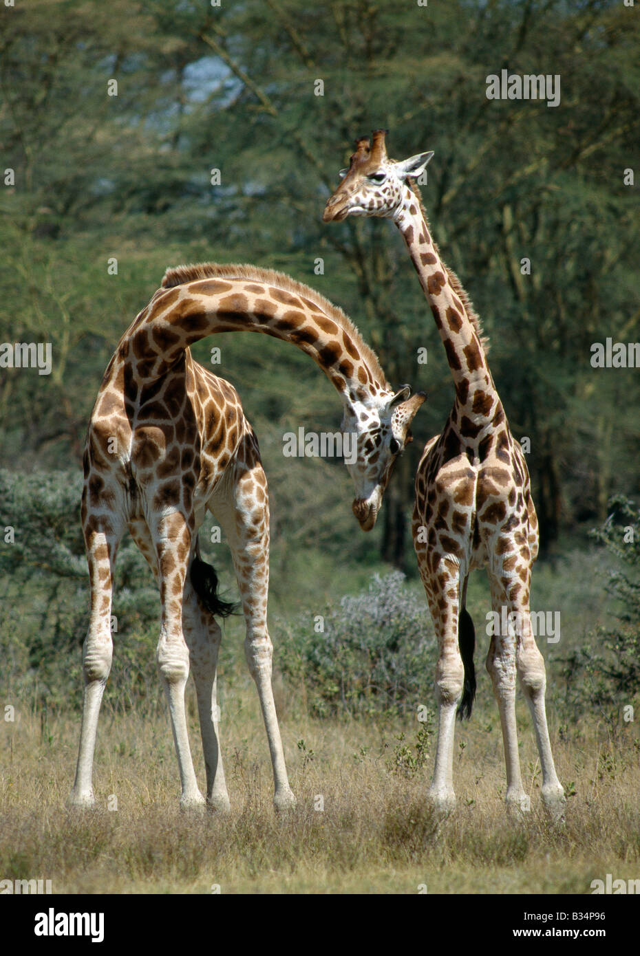 Kenya, Nakuru, Lake Nakuru National Park. Rothschild's Giraffes 'necking', a behaviour which tests their strength and place in the male dominance hierarchy. Brought to Nakuru in the 1970's, the Rothschild's giraffe is the rarest of Kenya's three subspecies. Stock Photo