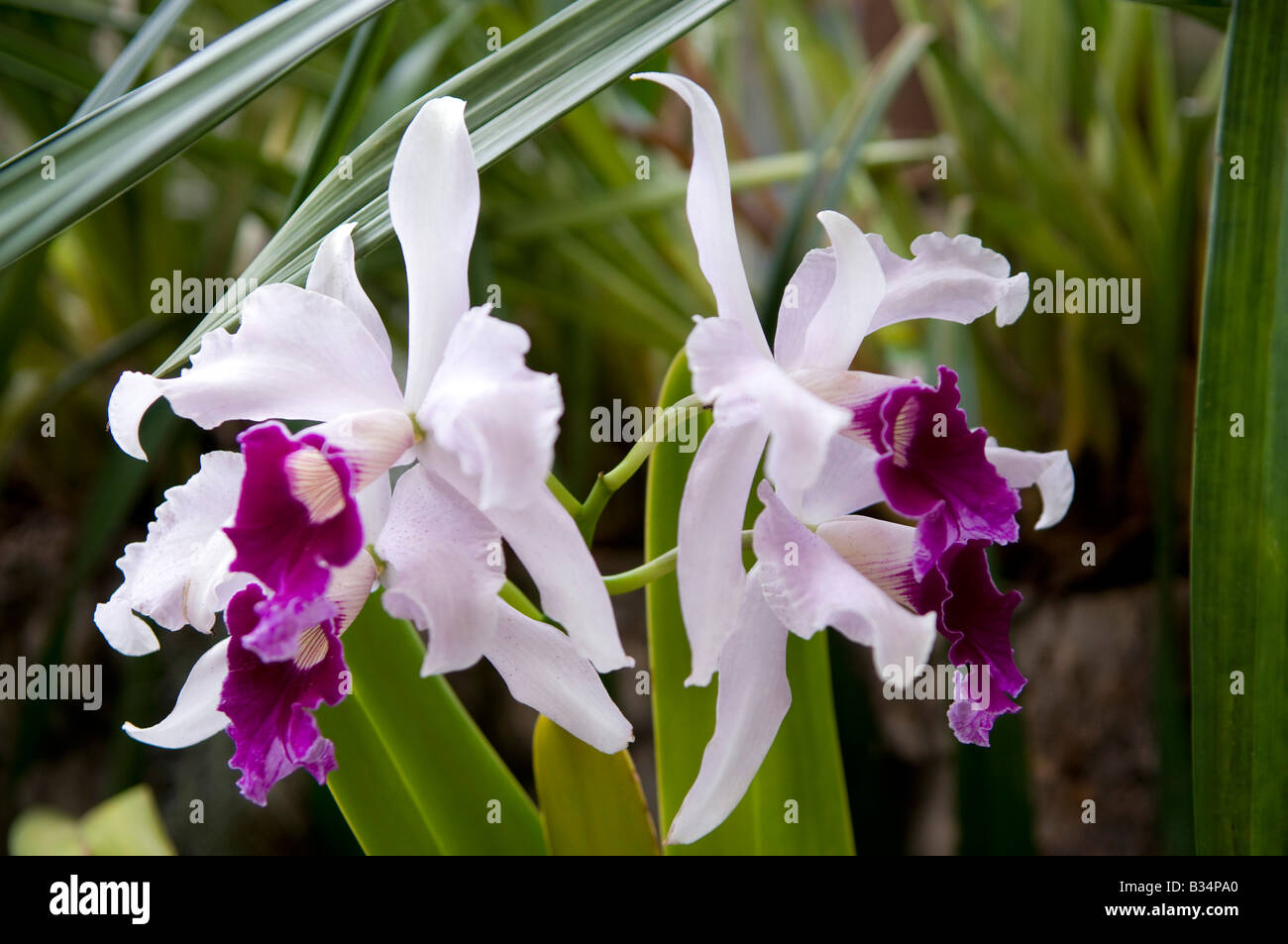 Cattleya Orchids Stock Photo