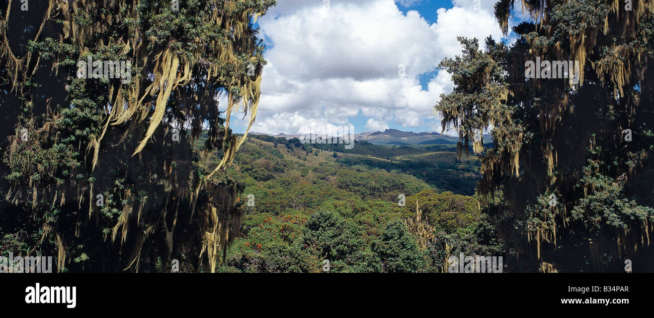 Kenya, Central Highlands, Aberdare Mountains. Framed between two large Podo trees (Podocarpus latifolius) festooned with lichen Stock Photo
