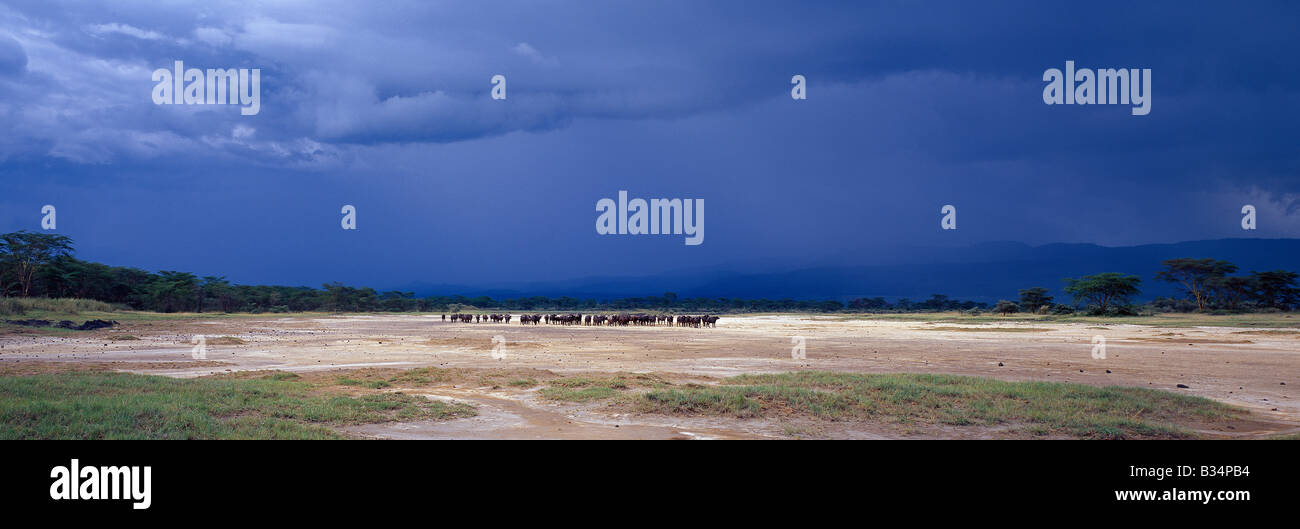 Kenya, Naivasha, Elmenteita. As storm clouds approach from the Aberdare Mountains, a herd of buffalos pauses on the soda flats Stock Photo
