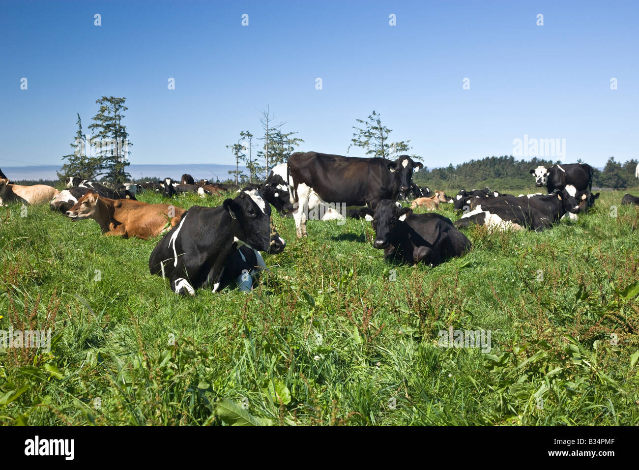 Contented dairy cows resting in green pasture. Stock Photo