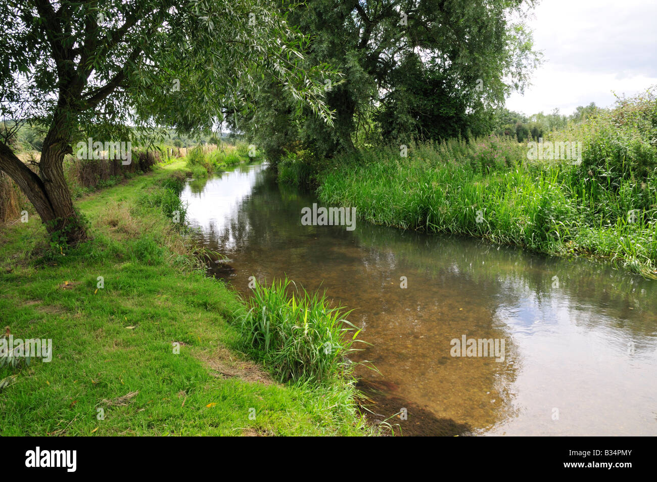 The river Pang in Pangbourne, Berkshire, UK showing willow tree and English riverside plants Stock Photo