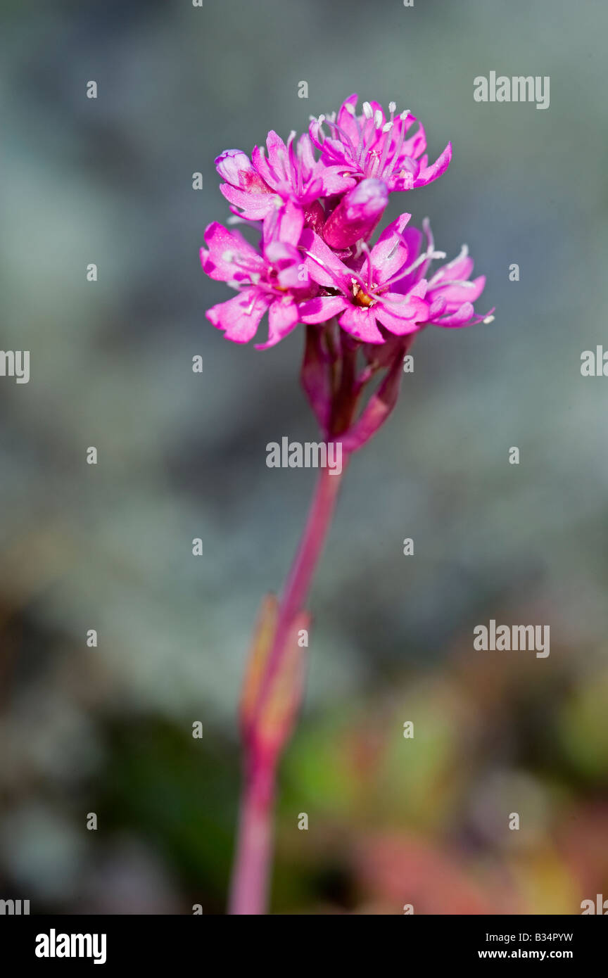 Alpine Catchfly (Lychnis alpina), flower Stock Photo