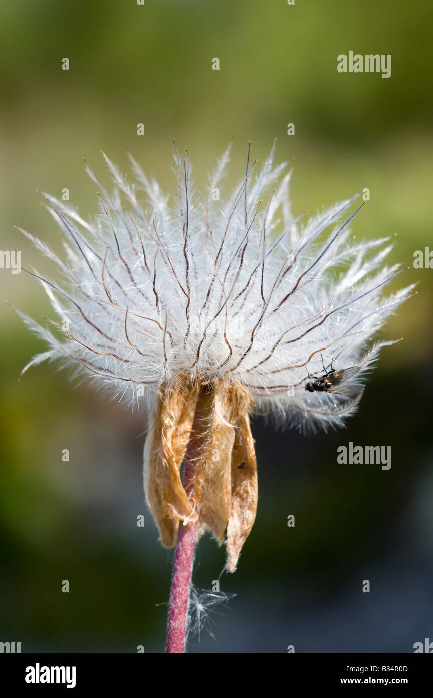 Spring Pasque flower (Pulsatilla vernalis), single seed head Stock Photo