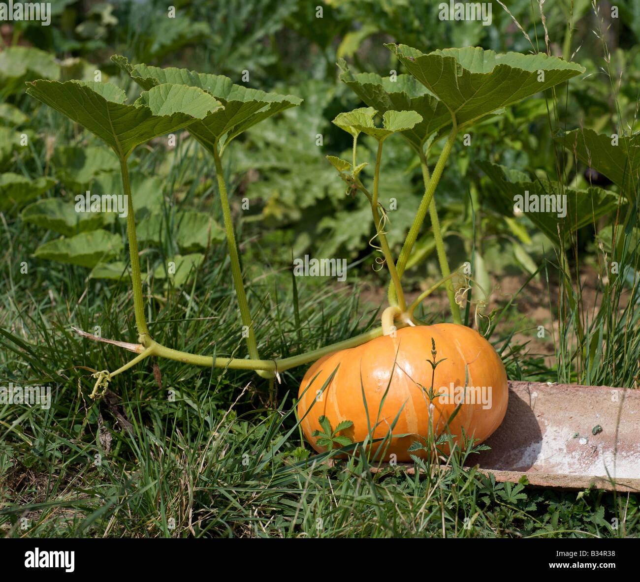 an orange pumpkin on a tile in green grass Stock Photo - Alamy