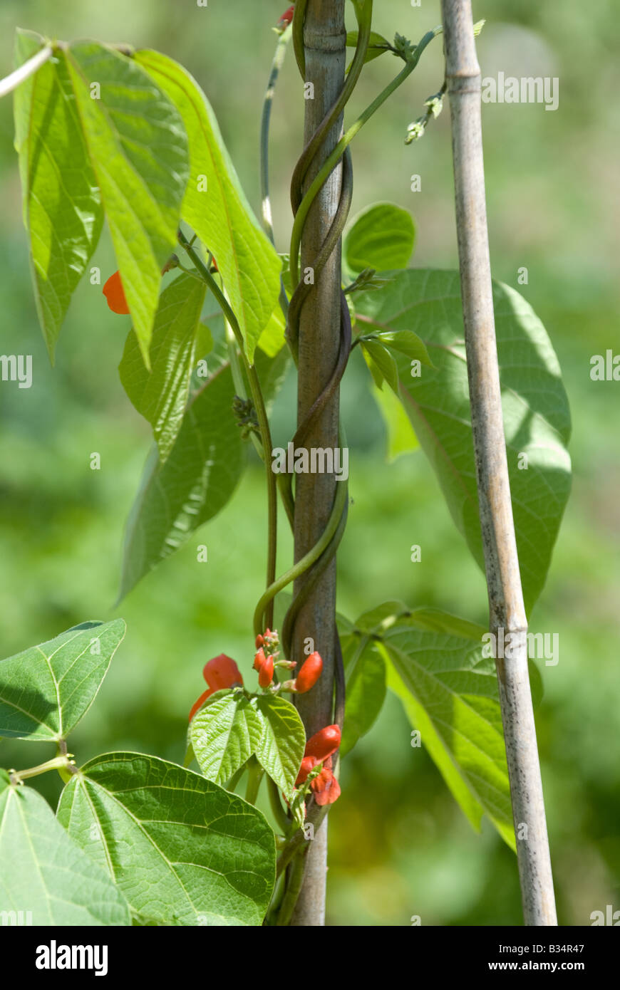runner beans in flower detail Stock Photo Alamy
