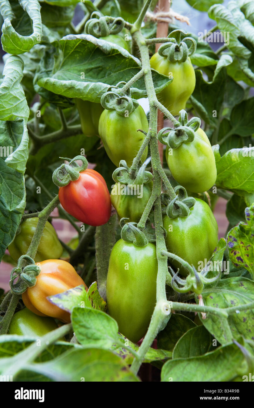 Tomato San Marzano ripening in a green house. Stock Photo