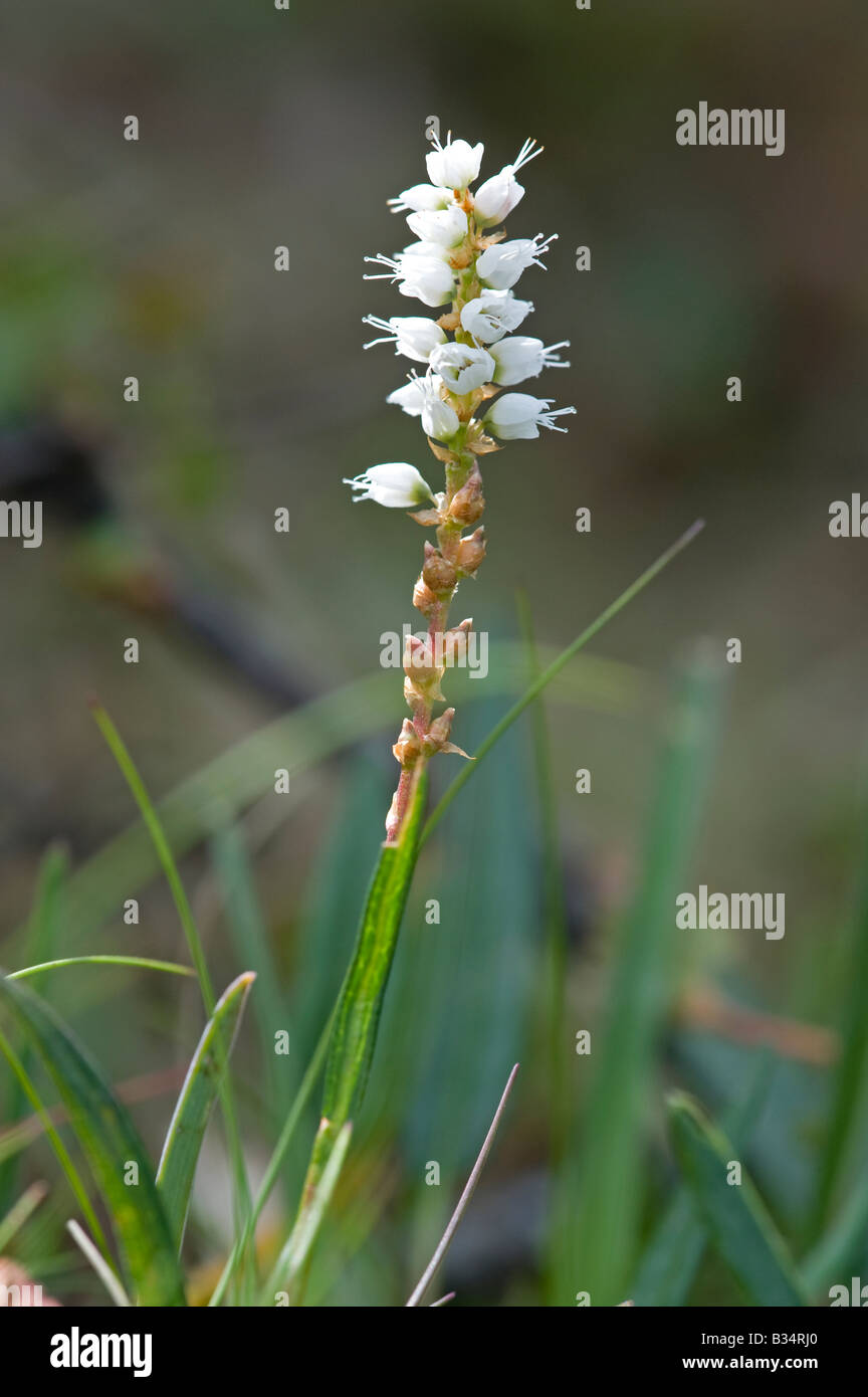 Alpine Bistort (Persicaria (Polygonum) vivipara) Stock Photo