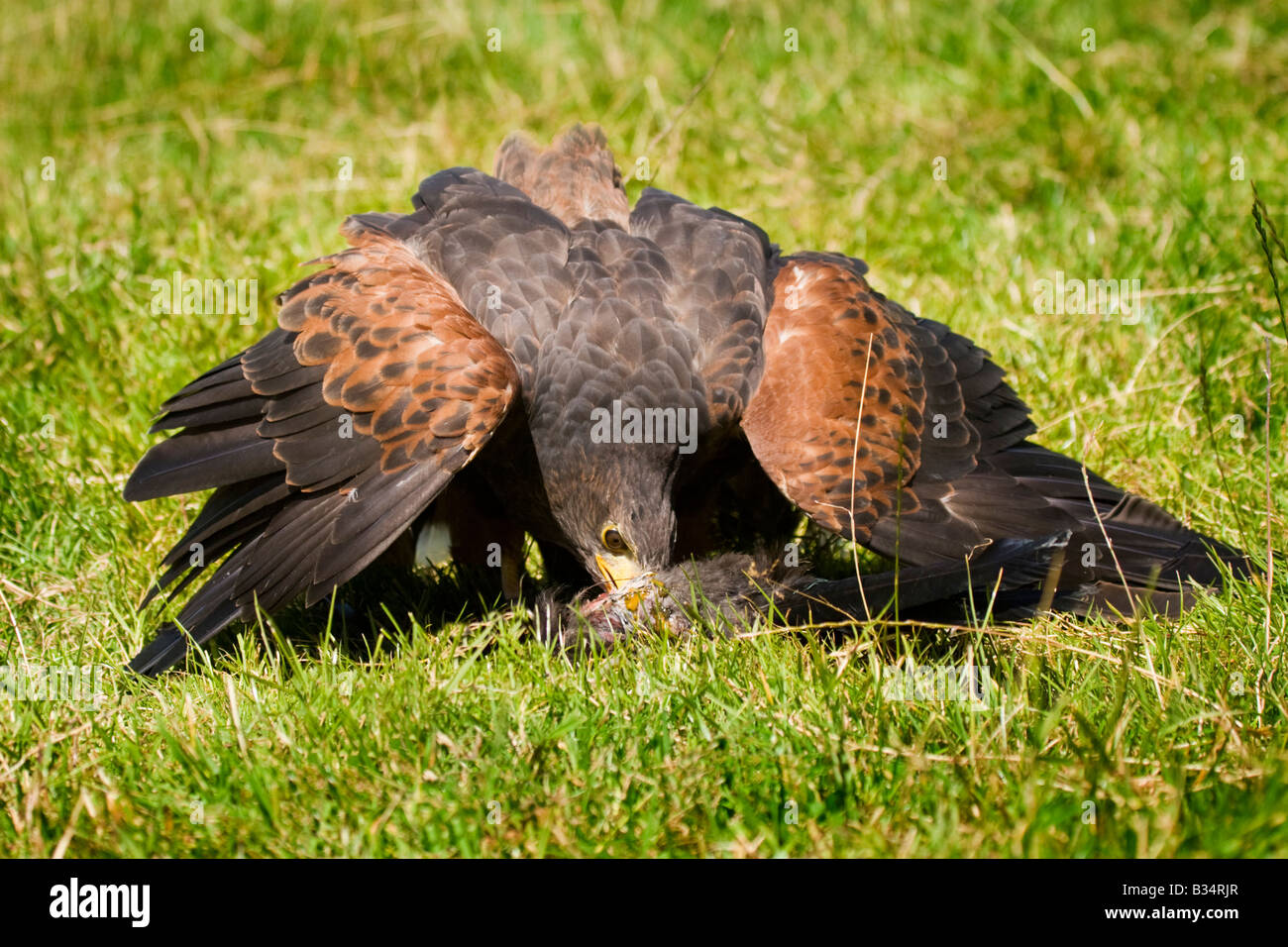 A Harris hawk mantling over prey Stock Photo - Alamy