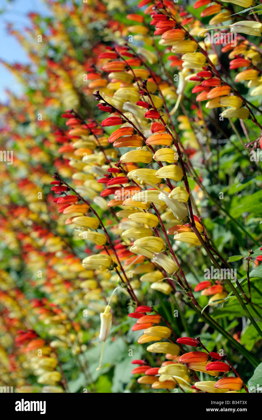 Mina lobata hi-res stock photography and images - Alamy