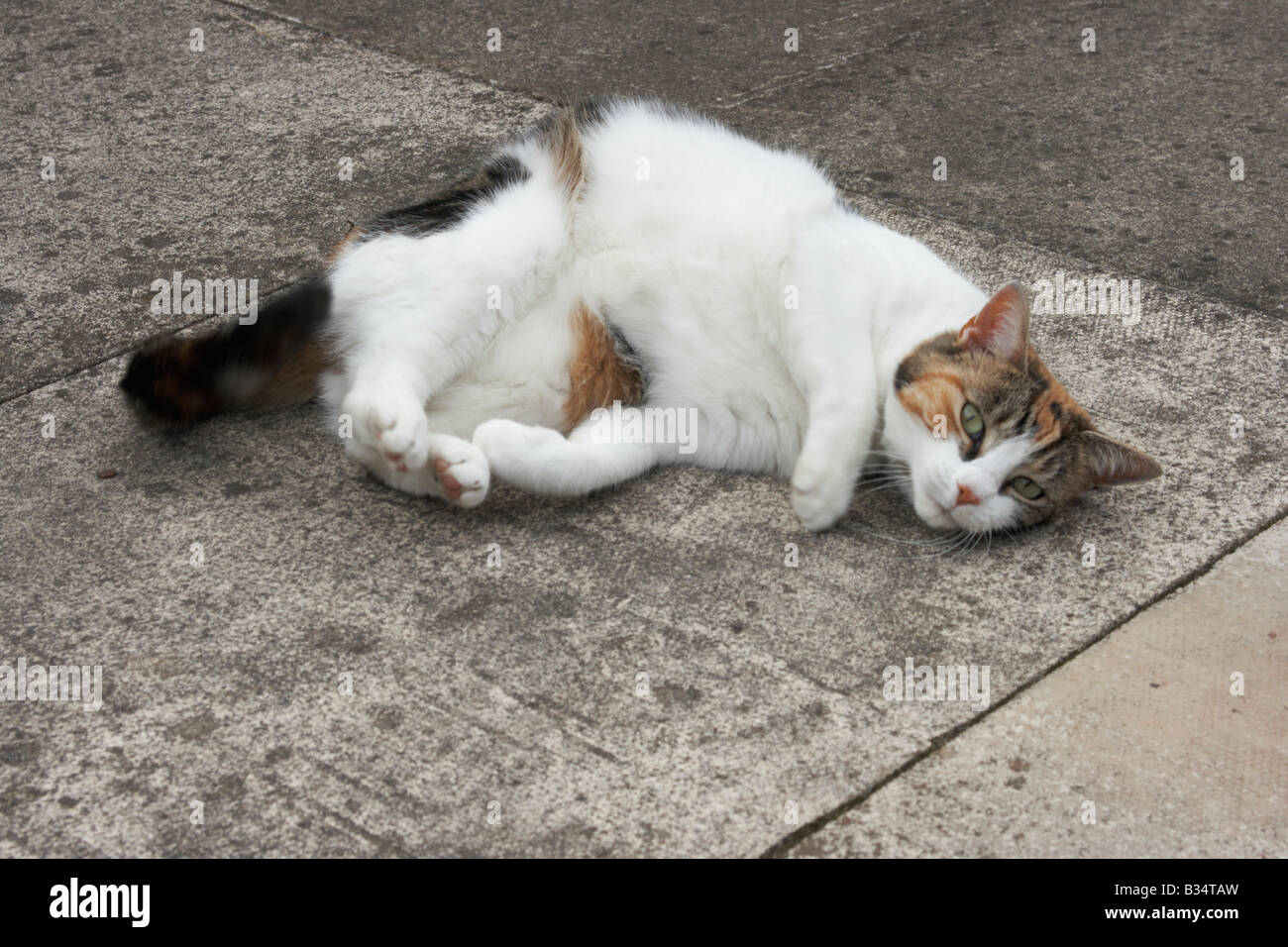 A domestic cat rolling about on the pavement Stock Photo Alamy
