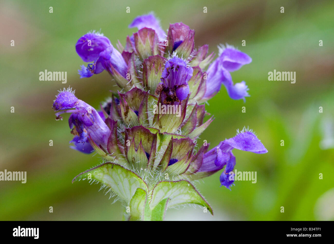 Selfheal (Prunella vulgaris), flower head Stock Photo