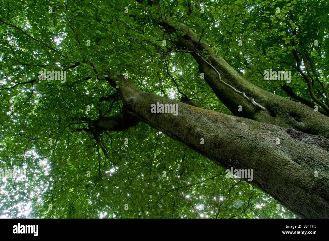 Tree canopy in Delamere Forest Park, Cheshire, England Stock Photo Alamy