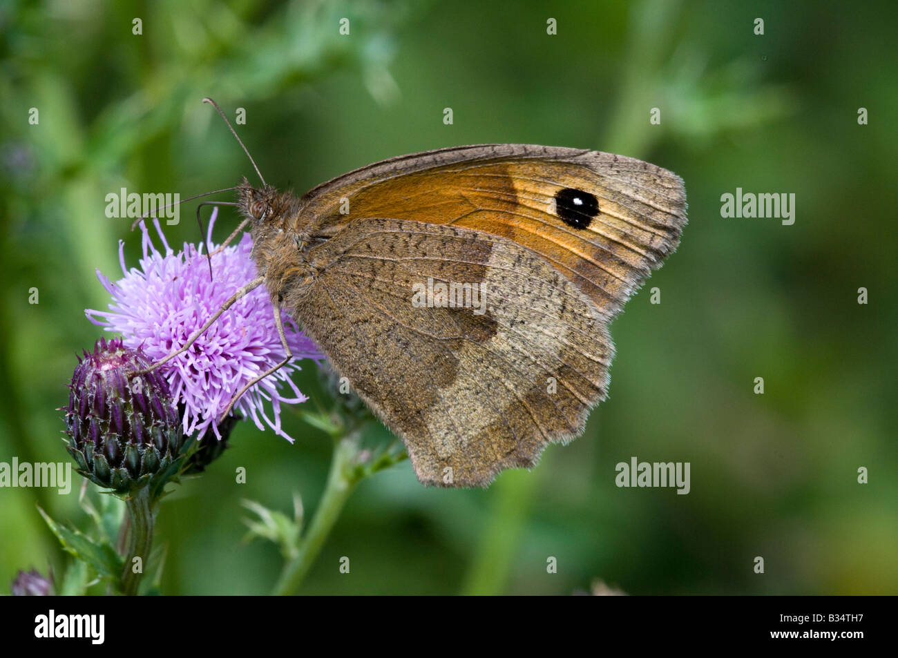 Meadow Brown butterfly (Maniola jurtina). female Stock Photo