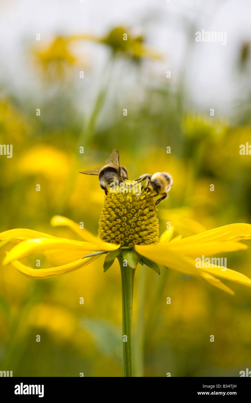 Bees gathering pollen on bright yellow Rudbeckia Herbstonne Stock Photo