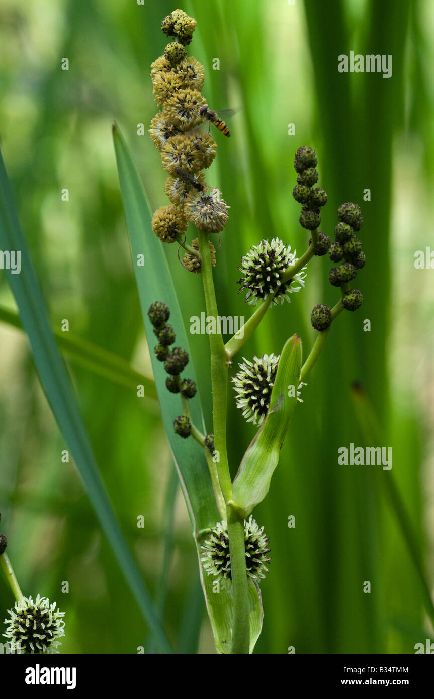 Branched Bur-reed  (Sparganium erecturm), male and female flowers, with hover fly Stock Photo
