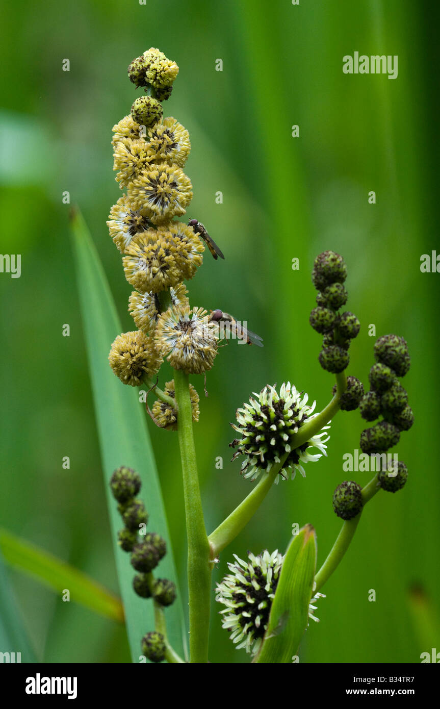 Branched Bur-reed  (Sparganium erecturm), male and female flowers, with hover fly Stock Photo
