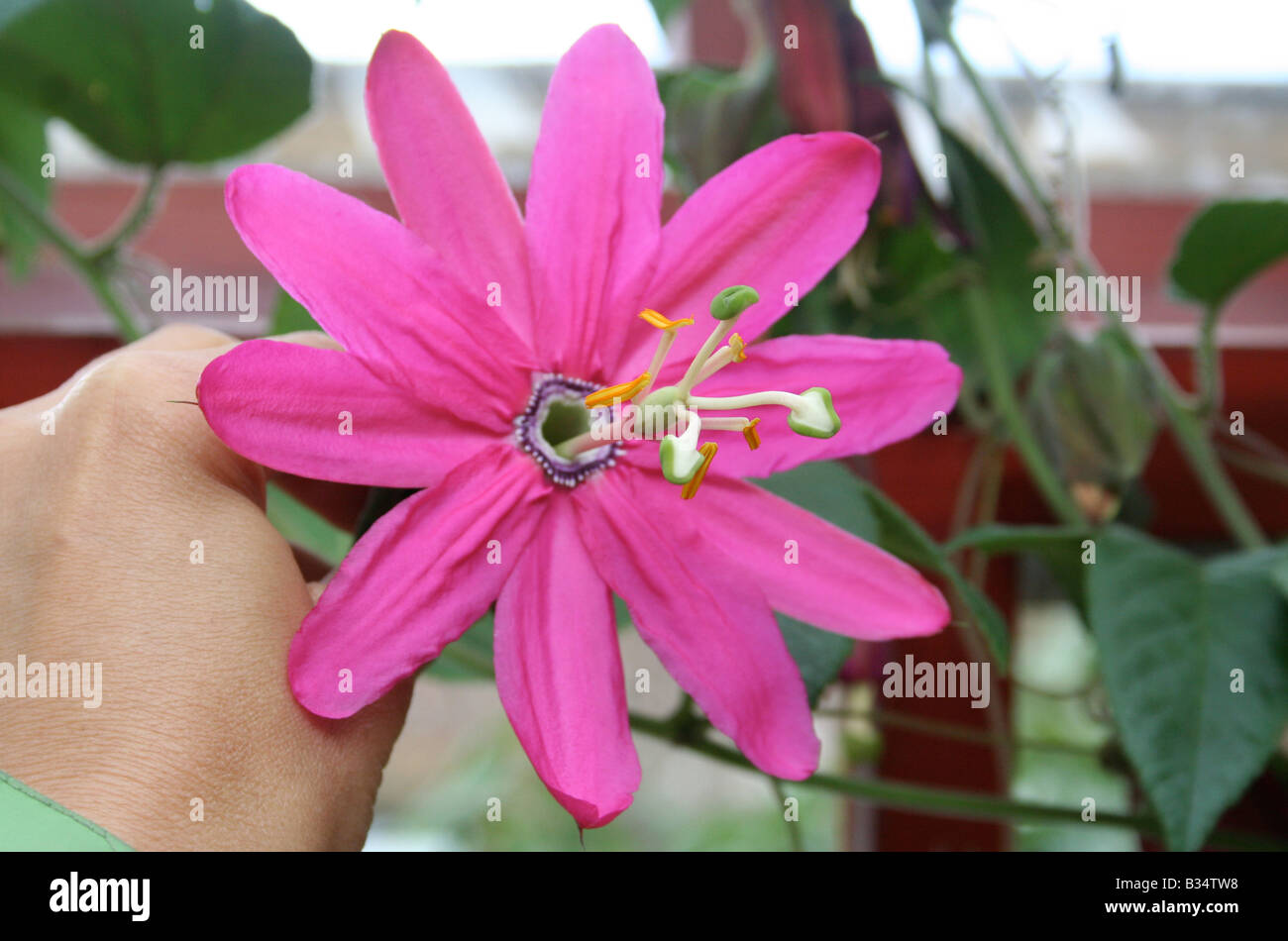 Hand holding pink passionflower, passiflora antioquiensis, in glasshouse. Stock Photo