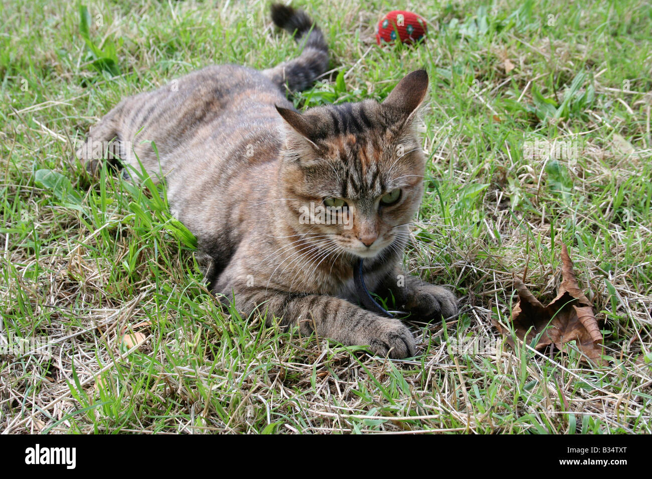 Black cat resting grass hi-res stock photography and images - Alamy