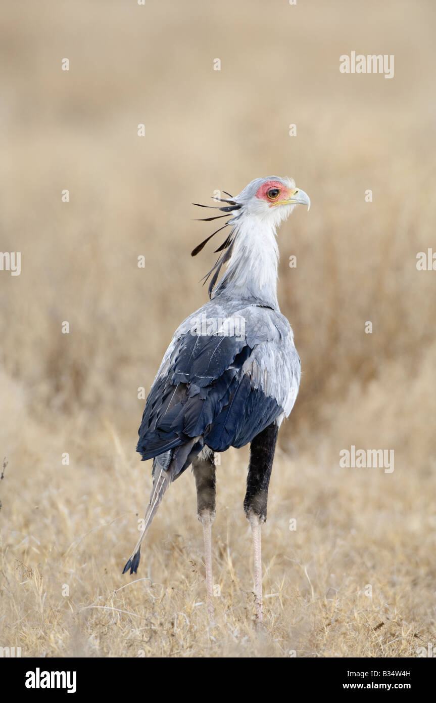 Secretary bird (Sagittarius serpentarius) walking on dry gras plains, Ndutu, Ngorongoro, Tanzania Stock Photo