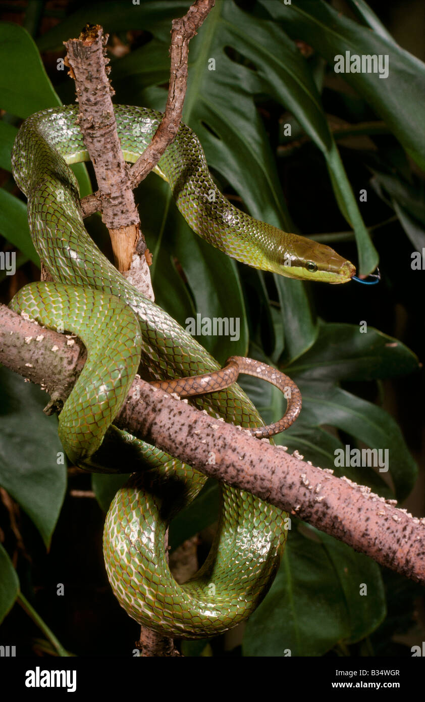 Climbing Rat Snake Gonysoma oxycephala Thailand Stock Photo