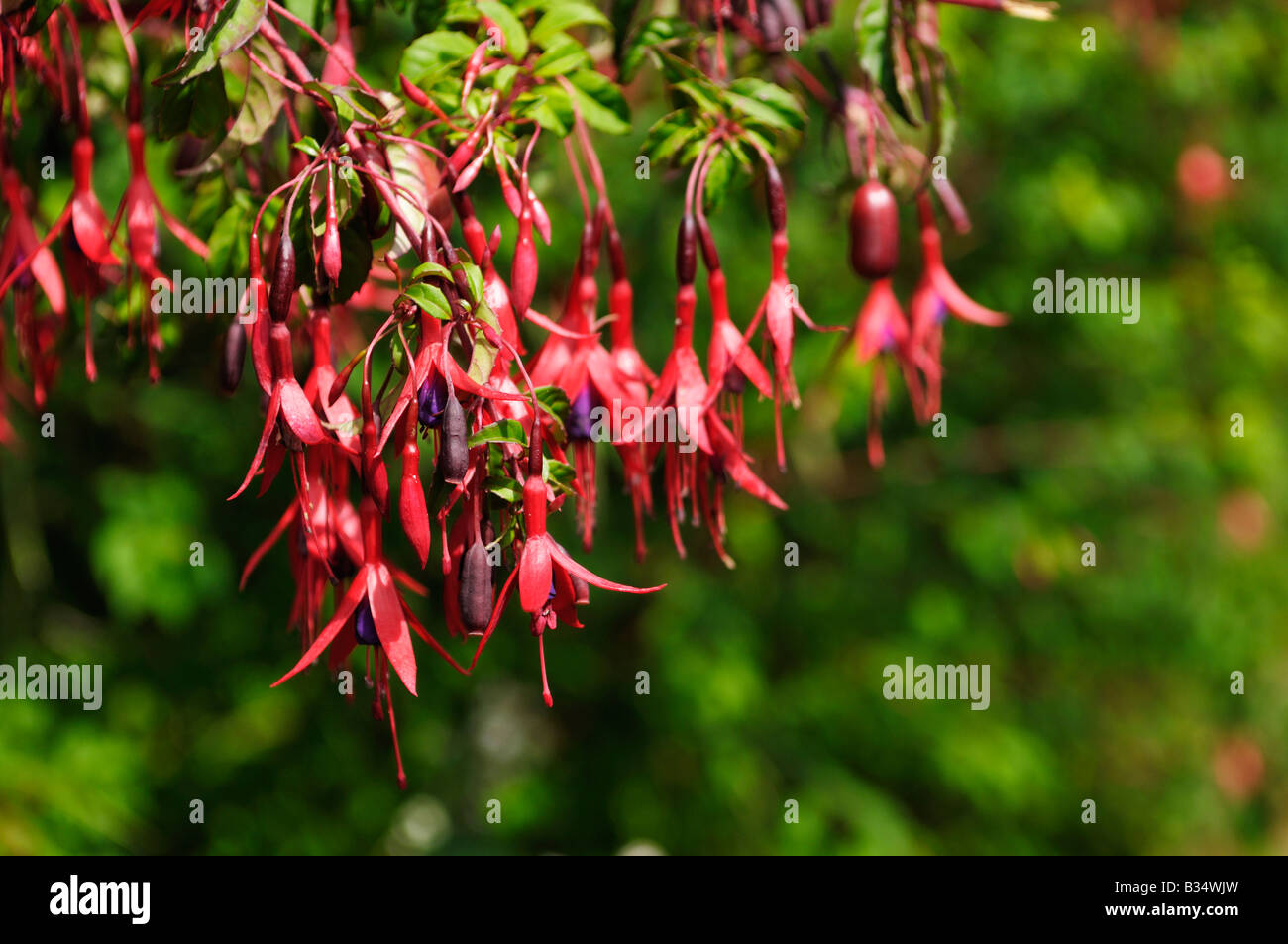 Fuschia plant in bloom on the coast of Whitehead Northern Ireland Stock Photo