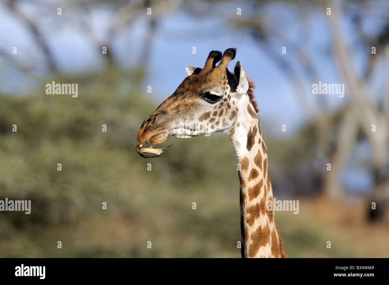 Masai giraffe (Giraffa camelopardalis tippelskirch) with Yellow Billed Oxpecker (Buphagus africanus) picking parasites, Tanzania Stock Photo