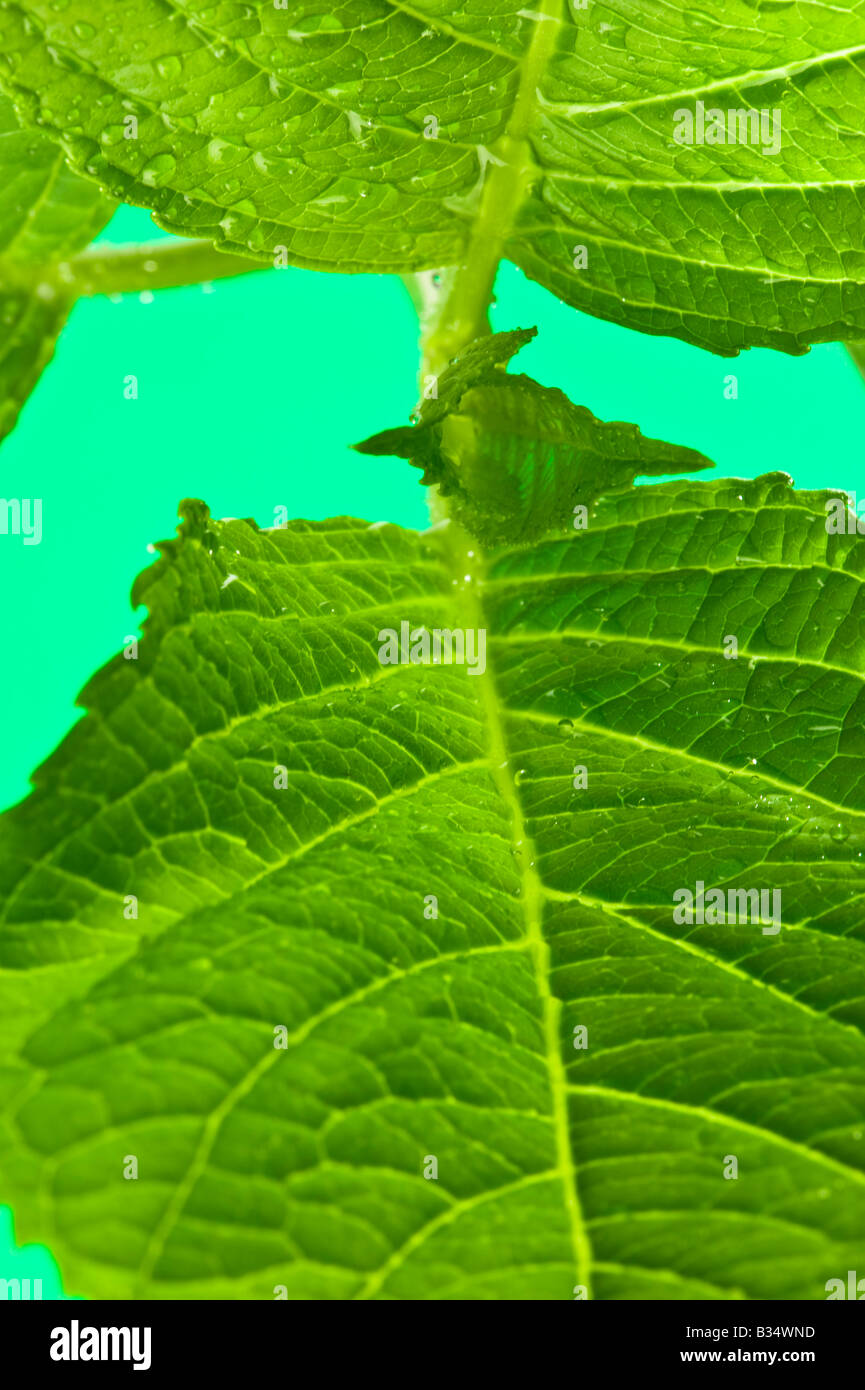 Close up of a leaf showing veins Stock Photo - Alamy