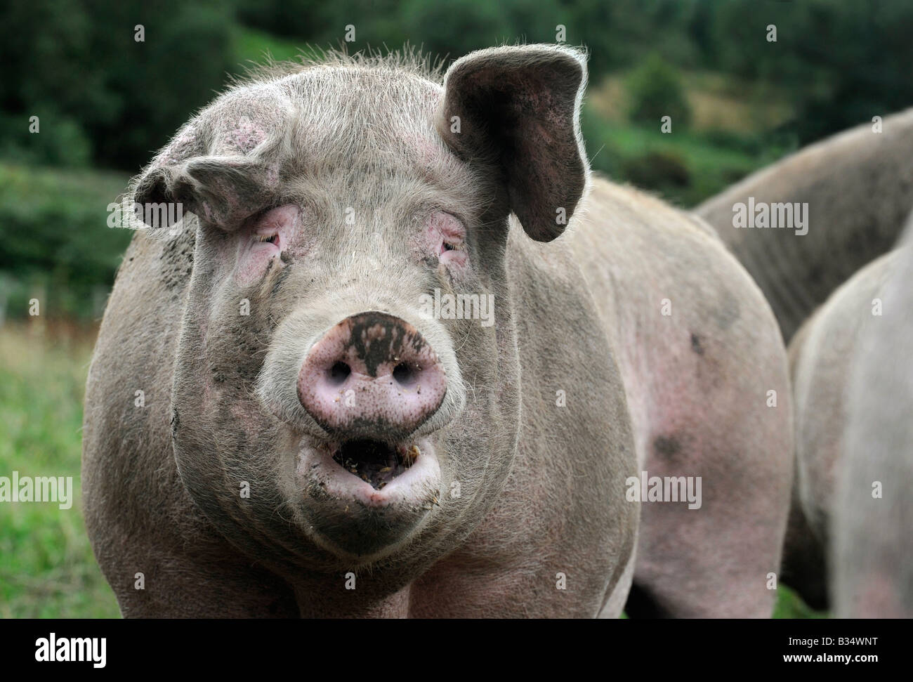 A BRITISH PIG IN FIELD RE FARMS FARMING FARMERS SUBSIDIES DISEASE INCOMES MEAT BACON GAMMON PORK FACE CLOSE UP ,UK,ENGLAND. Stock Photo