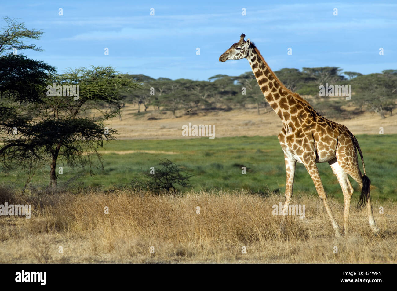 Masai giraffe (Giraffa camelopardalis tippelskirch) walking past the Big Marsh at Ndutu, Ngorongoro, Tanzania Stock Photo