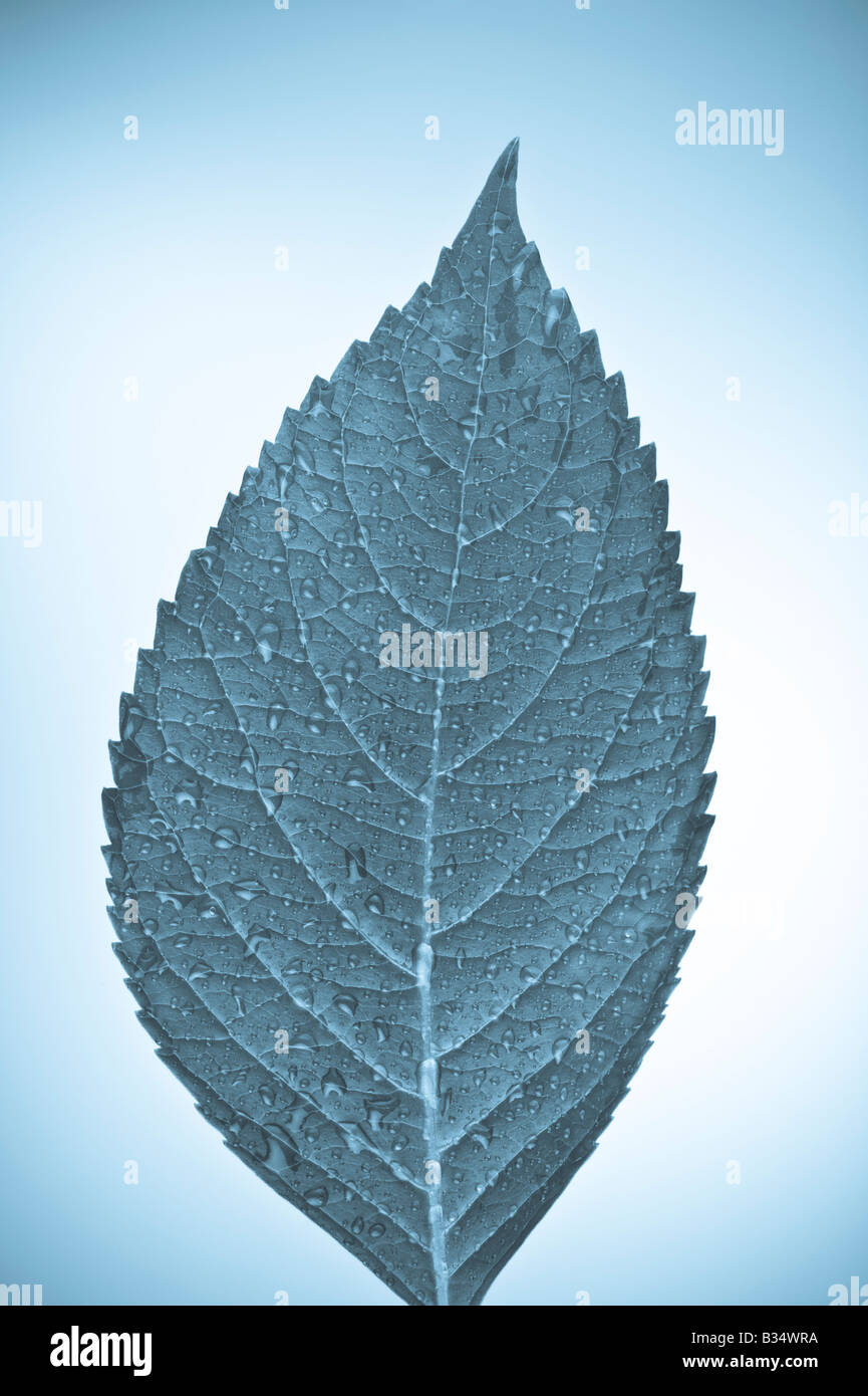 Close up of a leaf showing veins Stock Photo - Alamy