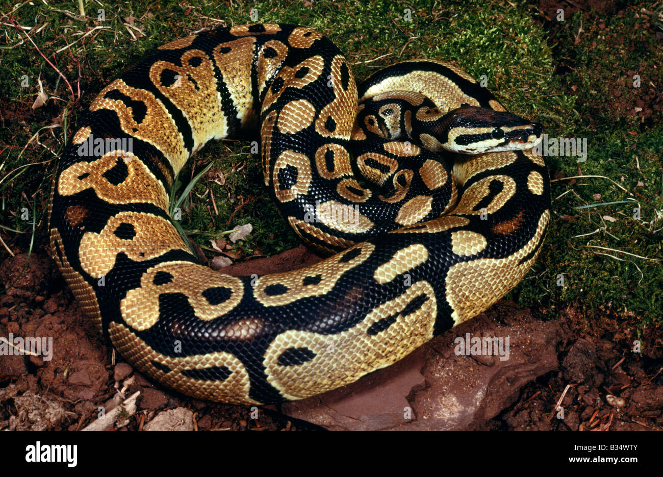 Ball Python Python regius Africa Stock Photo