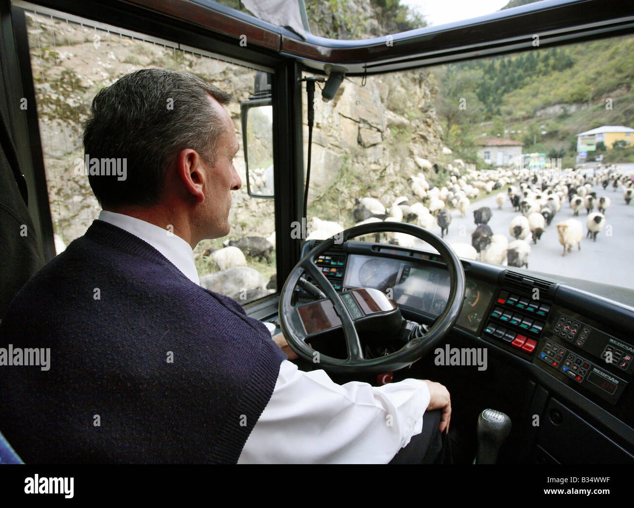 A bus driver surrounded by a flock of sheep, Trabzon, Turkey Stock Photo