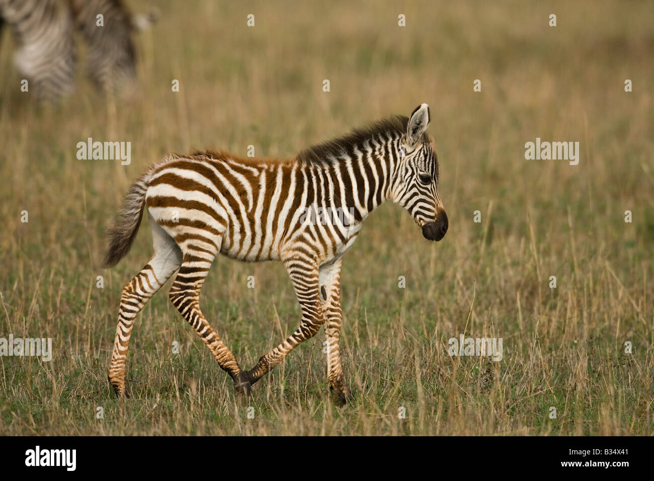 Plains Zebra (Equus quagga boehmi) young Stock Photo - Alamy