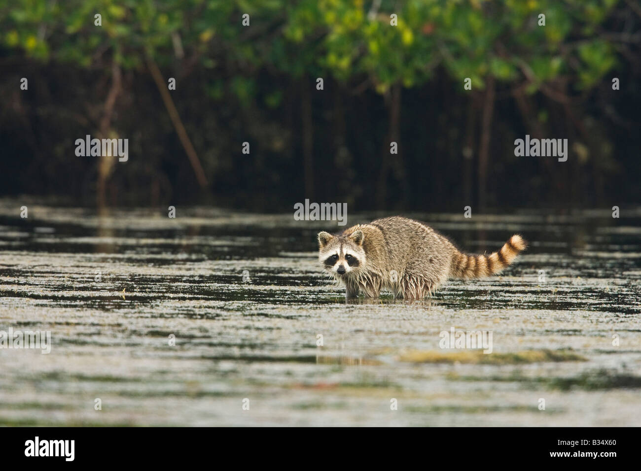 Raccoon (Procyon lotor) foraging amongst the mangrove trees Stock Photo