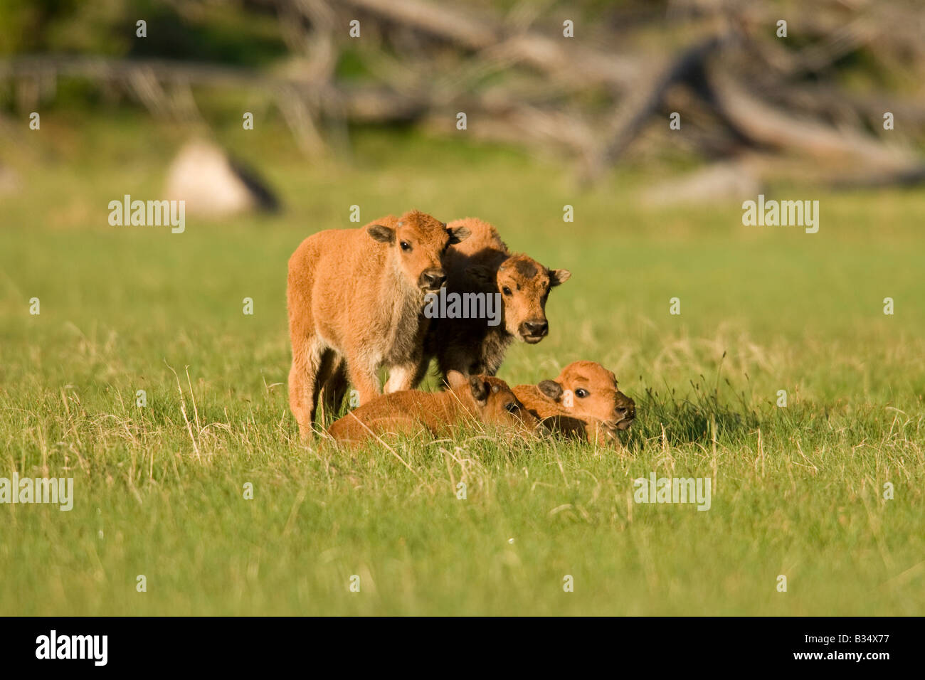 Bison (Bison bison) calves Stock Photo