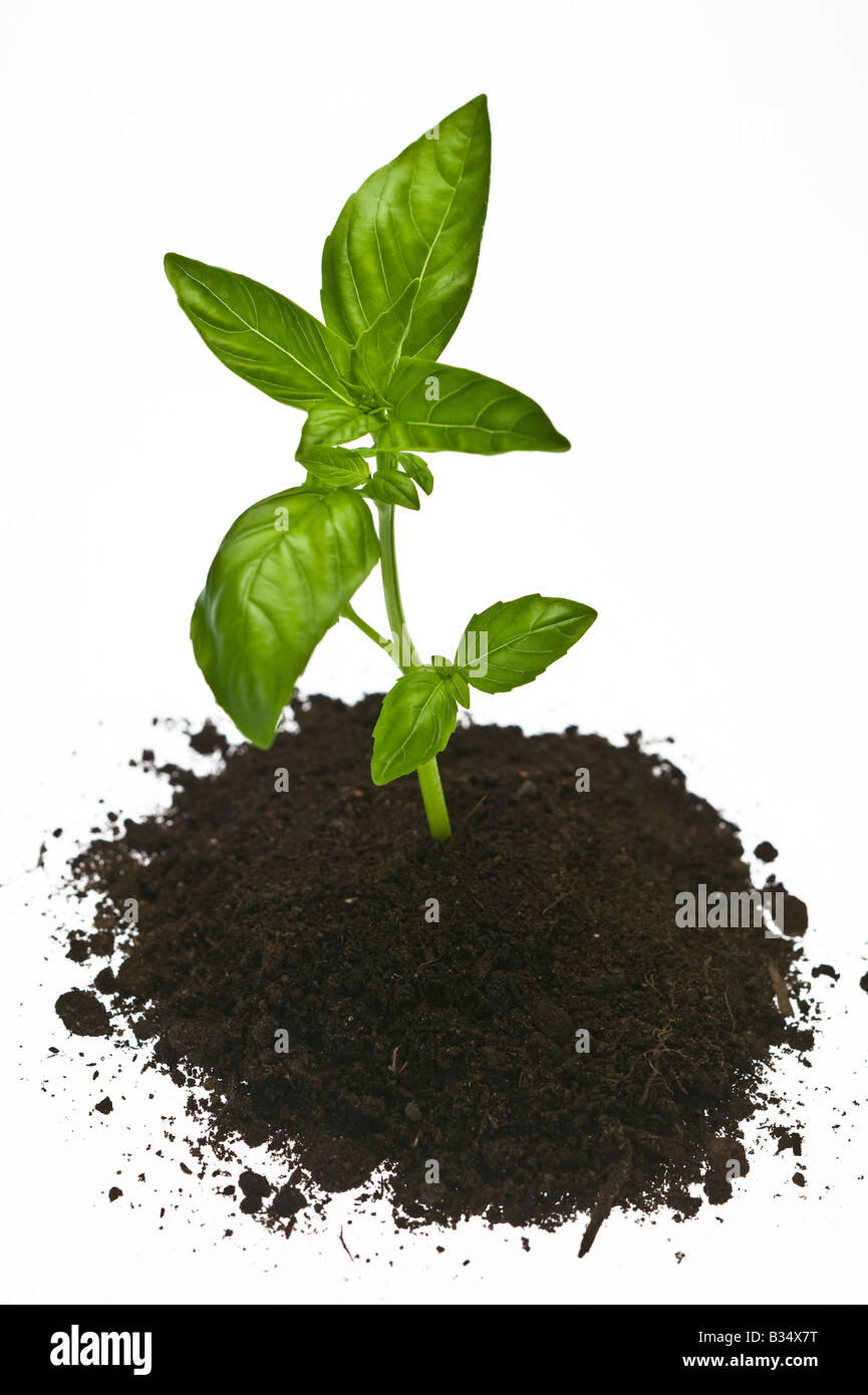 Basil plant sprouting out clump hires stock photography and images Alamy