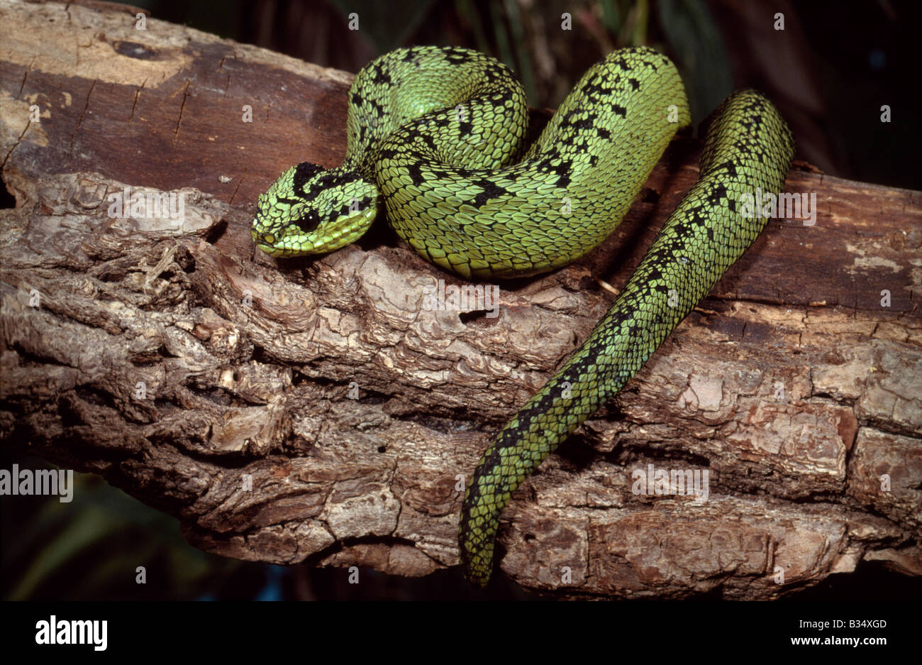 Green bush viper Atheris squamigera , on a branch, captive, Congo, Africa  Copyright: imageBROKER