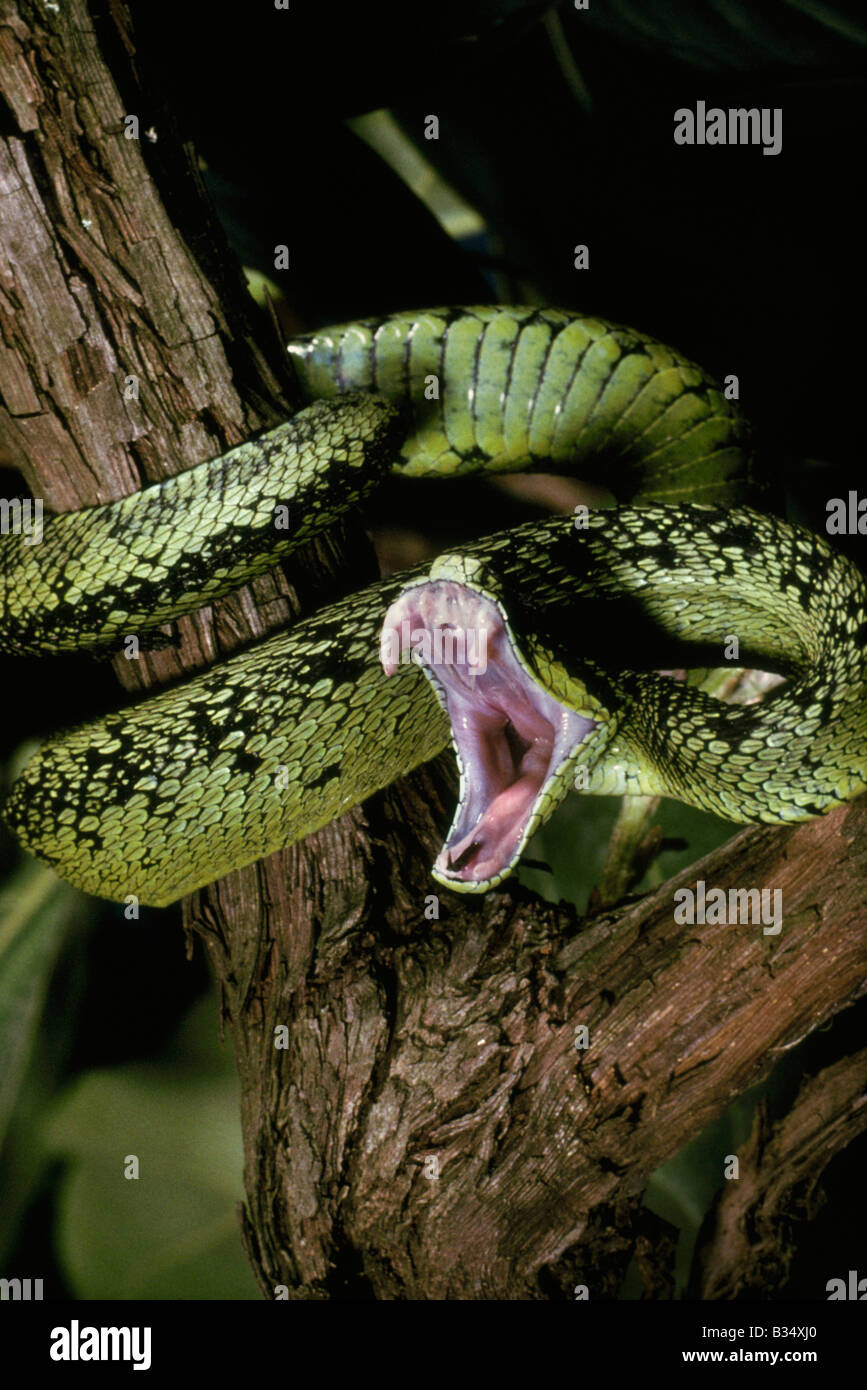 Green bush viper Atheris squamigera , on a branch, captive, Congo