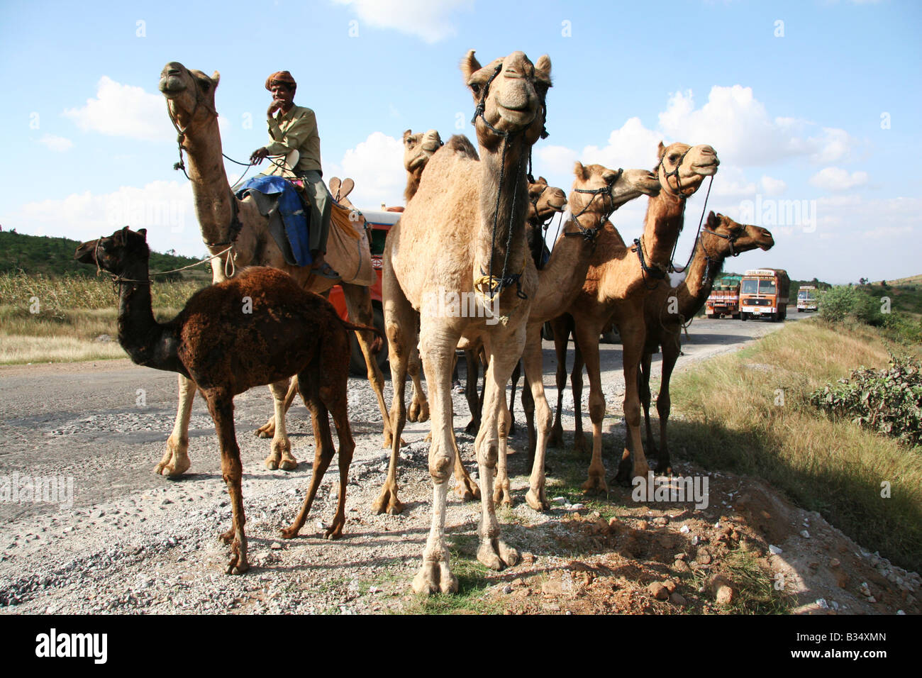 The Camel Used Transport Stock Photos & The Camel Used Transport Stock