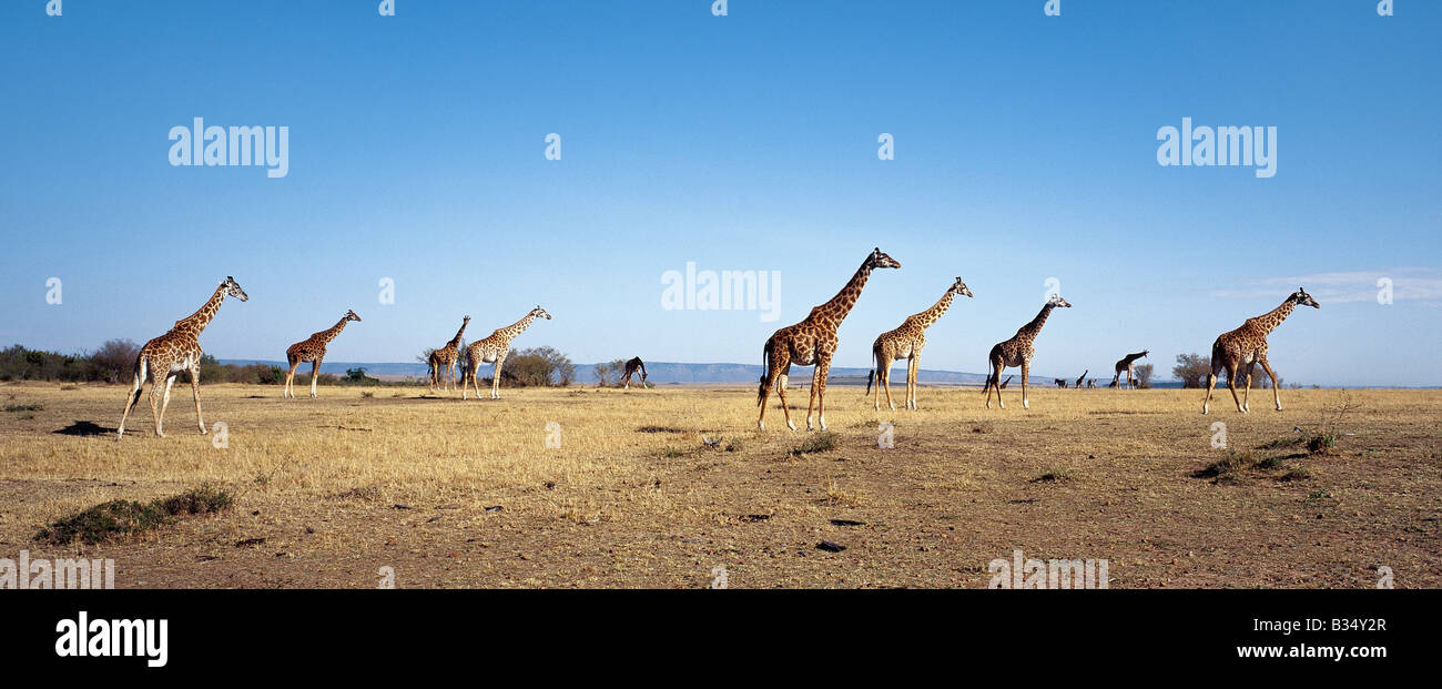 Kenya, Narok, Masai Mara. A herd of Masai Giraffe (Giraffa camelopadalis tippelskirchi) stride across the dry, grassy plains of Stock Photo