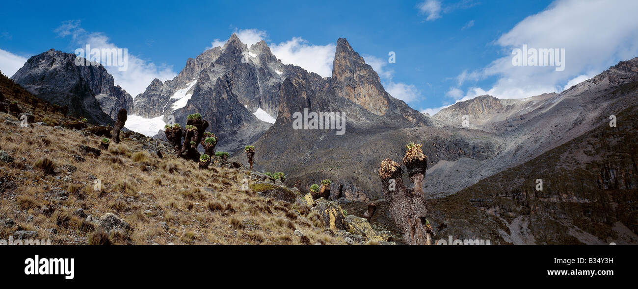 Kenya, Central Highlands, Mount Kenya. Mount Kenya, 17,058 feet high, is Africa's second highest snow-capped mountain. The plants in the foreground are giant groundsel or tree senecio (Senecio johnstonii ssp battiscombei), one of several plant species displaying afro-montane gigantism that flourish above 10,000 feet. They flower every ten years or so. Stock Photo