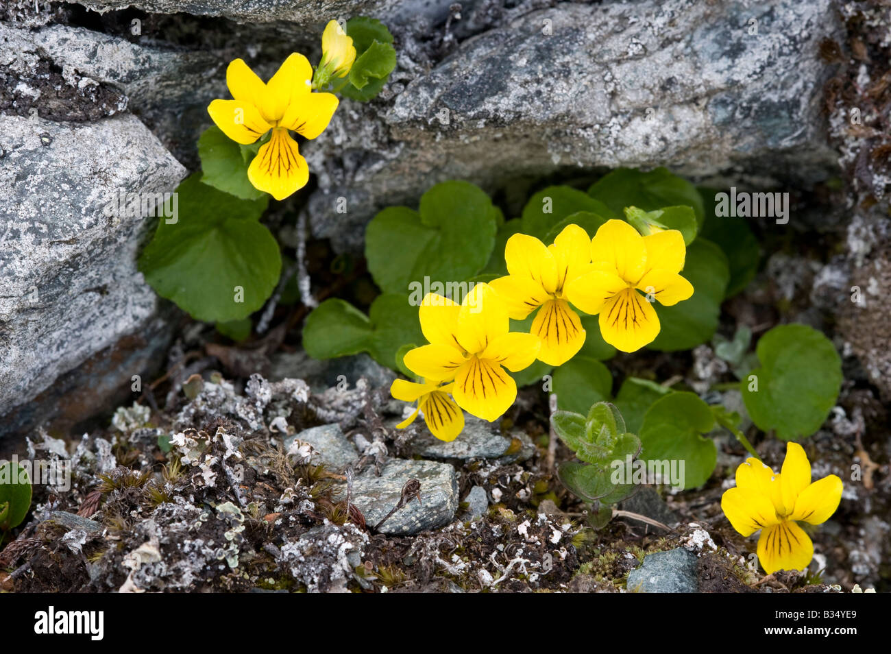 Yellow Wood Pansy (Viola biflora), group Stock Photo