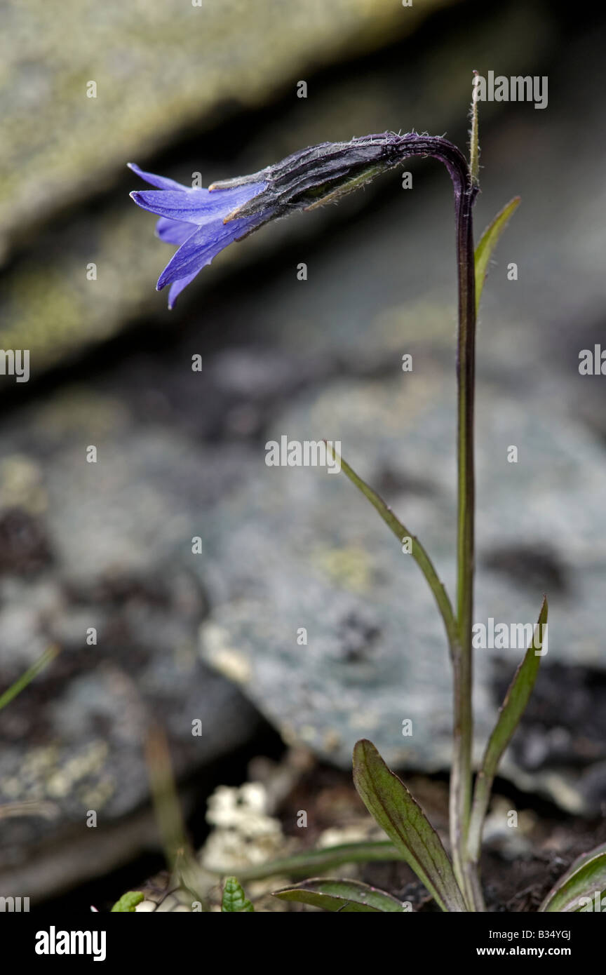 Arctic Bellflower (Campanula uniflora), flower Stock Photo