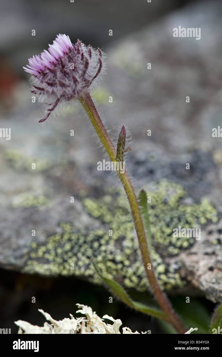 One-flowered Fleabane (Erigeron uniflorus) Stock Photo