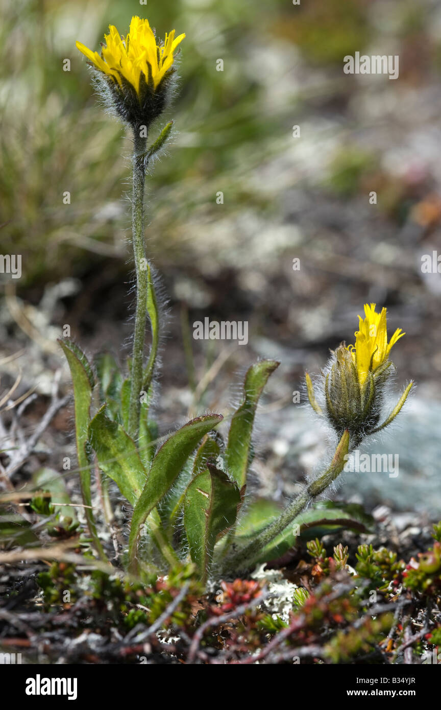 Alpine Hawkweed (Hieracium alpinum agg.) Stock Photo